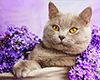 Malen nach Zahlen Bild Katze in Flieder gehllt - AZ-1417 von Artibalta