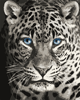 Malen nach Zahlen Bild Blauugiger Leopard  - F012 von Artibalta