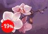 Malen nach Zahlen Bild Rosa Orchidee - WD038 von Artibalta