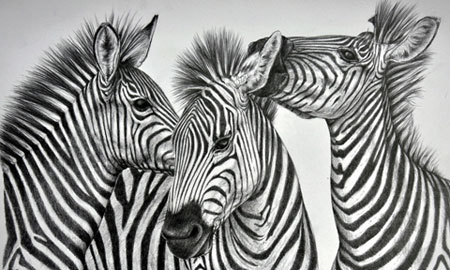 Malen nach Zahlen Bild Spielende Zebras - AZ-1183 von Artibalta