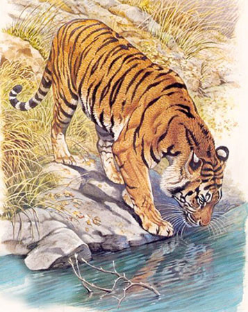 Malen nach Zahlen Bild Tiger am Flusslauf - AZ-1523 von Artibalta
