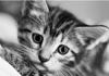 Malen nach Zahlen Bild Kätzchen in Schwarz-Weiß - WD213 von Artibalta