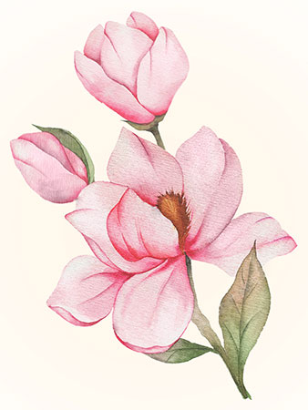 Malen nach Zahlen Bild Magnolienblüte - WD3021 von Artibalta