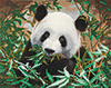 Malen nach Zahlen Bild Ser Panda - CAK-A90 von Craft Buddy