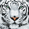 Malen nach Zahlen Bild Weißer Tiger - CAK-A96M von Craft Buddy