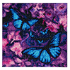 Malen nach Zahlen Bild Blaue Schmetterlinge - CAK-AM1 von Craft Buddy
