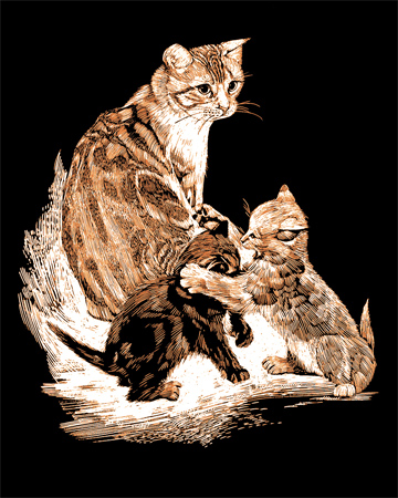 Scraper mittel Kupfer - Katzenfamilie