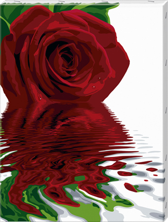 Reflections of a Red Rose