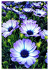 Malen nach Zahlen Bild Alpenblumen - WD2394 von Artibalta