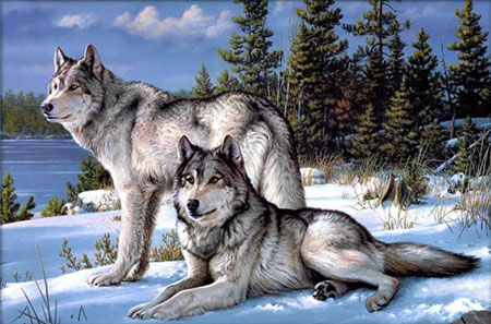 Malen nach Zahlen Bild Wolfsfamilie im Schnee - AM4016 von Artibalta