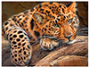Ruhiger Leopard