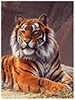 Malen nach Zahlen Bild Wachsamer Tiger - AZ-1384 von Artibalta