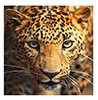 Malen nach Zahlen Bild Leoparden-Portrait - AZ-1400 von Artibalta