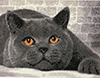 Malen nach Zahlen Bild Britisch Kurzhaar Katze - AZ-1463 von Artibalta
