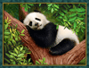 Malen nach Zahlen Bild Schlafender Panda - AZ-1826 von Artibalta