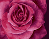 Malen nach Zahlen Bild Rosenblätter - B114 von Artibalta
