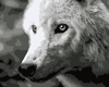 Malen nach Zahlen Bild Weißer Wolf  - F011 von Artibalta