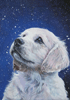 Malen nach Zahlen Bild Hund und Schneeflocken - WD2331 von Artibalta