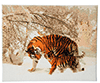 Malen nach Zahlen Bild Tiger im Winter - CAK-A43 von Craft Buddy