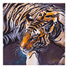 Malen nach Zahlen Bild Der Tiger - CAK-CH1 von Craft Buddy