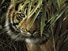 Malen nach Zahlen Bild Tiger - 108007 von Mammut