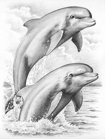 Malen nach Zahlen Bild Delfine - 147004 von Mammut