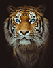 Malen nach Zahlen Bild Diamond Painting - Der Tiger - LG165e von Protsvetnoy