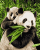 Malen nach Zahlen Bild Pandabären - 609240712 von Schipper