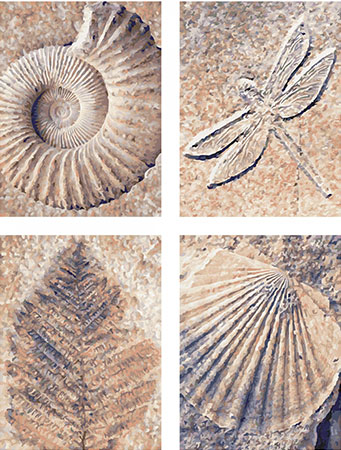 Malen nach Zahlen Bild Fossilien - 609340876 von Schipper
