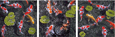 Koi Juwel im Fischteich - Triptychon