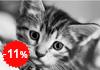 Malen nach Zahlen Bild Kätzchen in Schwarz-Weiß - WD213 von Artibalta