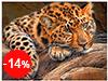 Malen nach Zahlen Bild Ruhiger Leopard - AZ-1356 von Artibalta