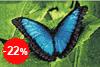 Malen nach Zahlen Bild Blauer Schmetterling - WD055 von Artibalta