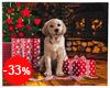 Malen nach Zahlen Bild Labrador-Welpe im weihnachtlich geschmückten Wohnzimmer - CAK-A78 von Craft Buddy